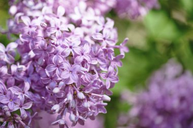 Yumuşak bir arka planı olan güzel leylak çalıları. bahar havası