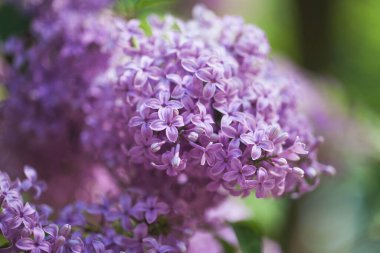 Yumuşak bir arka planı olan güzel leylak çalıları. bahar havası