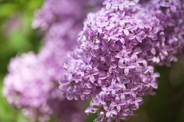 Yumuşak bir arka planı olan güzel leylak çalıları. bahar havası