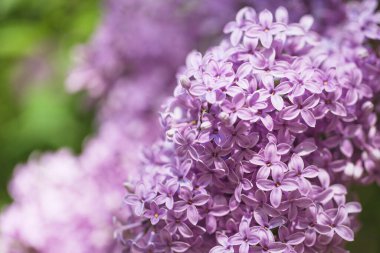 Yumuşak bir arka planı olan güzel leylak çalıları. bahar havası