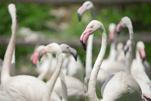 Eine Familie Schöner Rosa Flamingos Steht Park — Stockfoto
