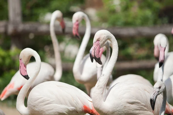 Eine Familie Schöner Rosa Flamingos Steht Park — Stockfoto