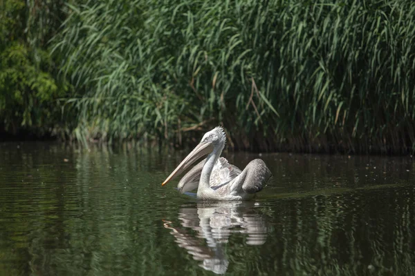 Large White Pelican Swims Pond Fishes — Stock Photo, Image