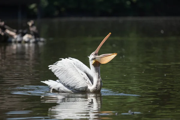 Large White Pelican Swims Pond Fishes — Stock Photo, Image