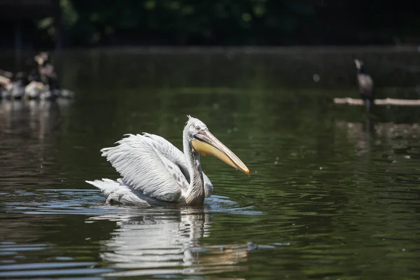 Grand Pélican Blanc Nage Dans Étang Pêche — Photo