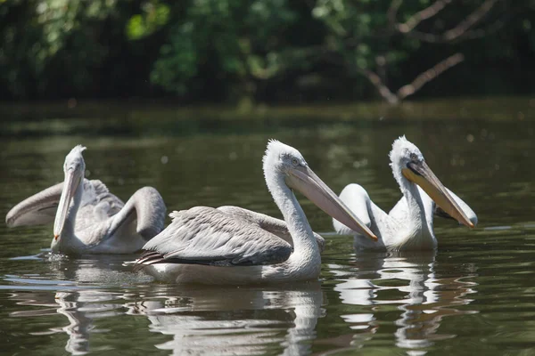 Large White Pelican Swims Pond Fishes — Stock Photo, Image