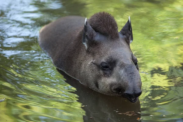 Tapiro Galleggia Nell Acqua Simpatico Divertente Animale Selvatico — Foto Stock