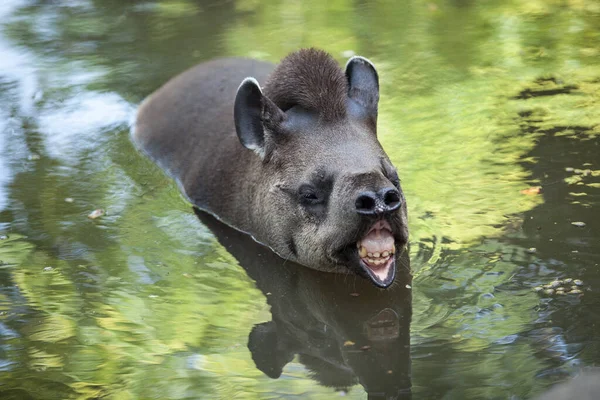 そのタピールは水の中に浮かんでいる かわいい面白い野生動物 — ストック写真