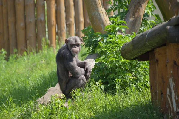 Velká Černá Opice Sedící Trávě — Stock fotografie