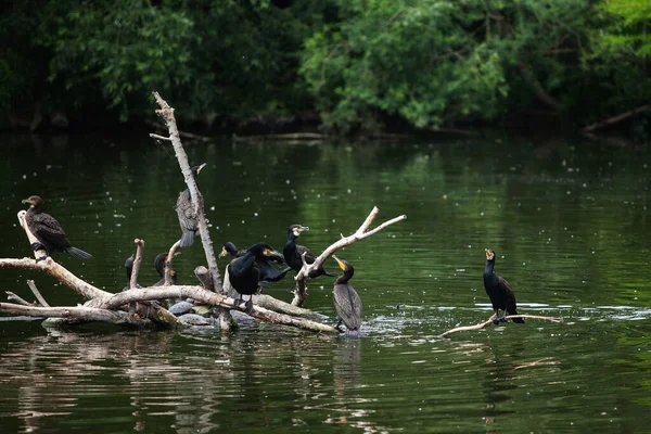 Large Flock Birds Sits Logs Water — Stock Photo, Image