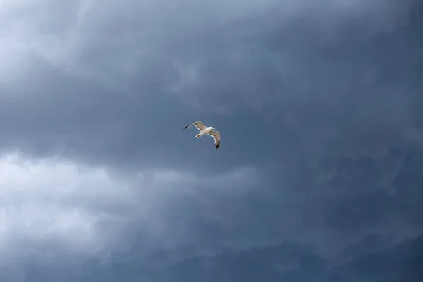 Cielo Tempestoso Gabbiano Bianco Sotto Nuvole Tuono — Foto Stock