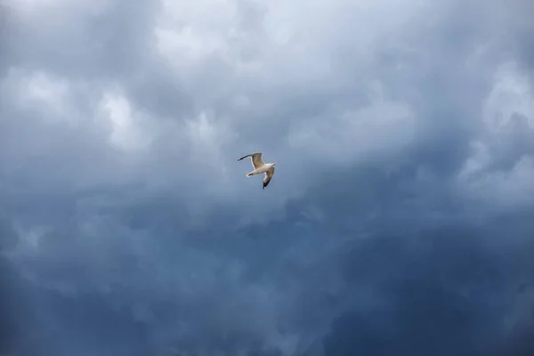 Cielo Tempestoso Gabbiano Bianco Sotto Nuvole Tuono — Foto Stock