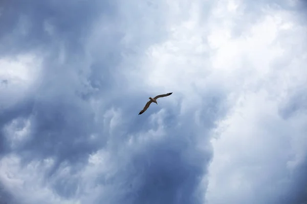 Stormy Sky White Seagull Thunderclouds — Stock Photo, Image