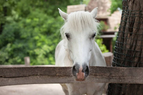 Schönes Anmutiges Pferd Posiert — Stockfoto