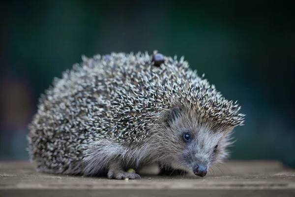 Photo Cute Young Hedgehog — Stock Photo, Image