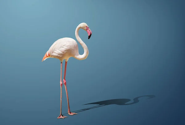Beautiful Pink Flamingo Posing Blue — Stock Photo, Image