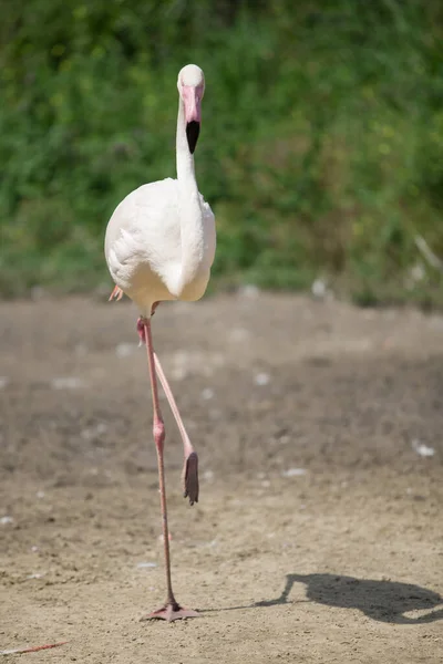 Schöne Rosa Flamingo Posiert — Stockfoto