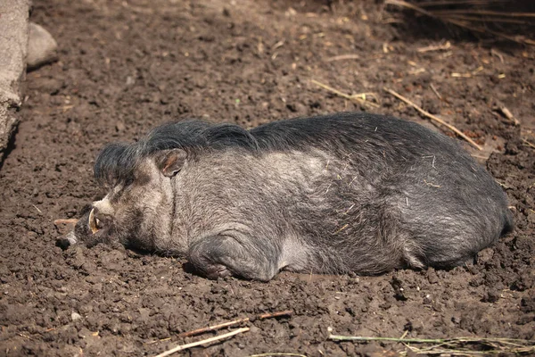 Das Schwein Lebt Auf Einem Bauernhof Landwirtschaft Liegt Schlamm — Stockfoto