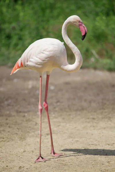 Schöne Rosa Flamingo Posiert — Stockfoto