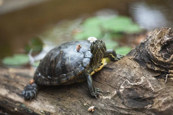 Tartaruga Está Tronco Com Uma Flor Cabeça Descansando Livre — Fotografia de Stock