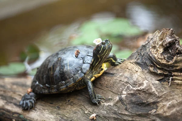 Tartaruga Está Tronco Com Uma Flor Cabeça Descansando Livre — Fotografia de Stock