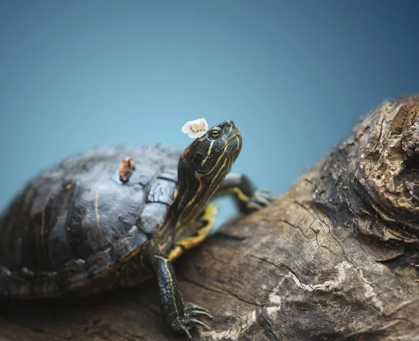 Tartaruga Encontra Sobre Tronco Com Uma Flor Cabeça Descansando — Fotografia de Stock