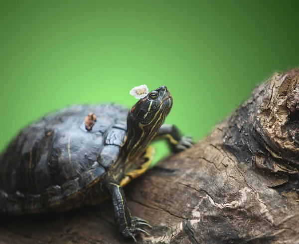 Kaplumbağa Başında Bir Çiçekle Bir Kütüğün Üzerinde Dinleniyor — Stok fotoğraf