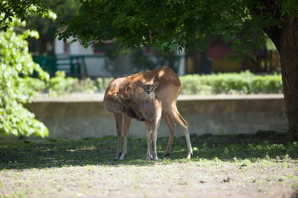 Hirsch Und Baby Spazieren Bei Sonnigem Wetter Park — Stockfoto