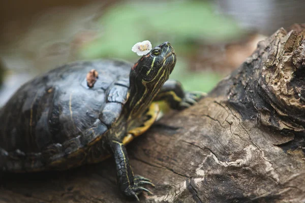 Tartaruga Está Tronco Com Uma Flor Cabeça Descansando Livre — Fotografia de Stock