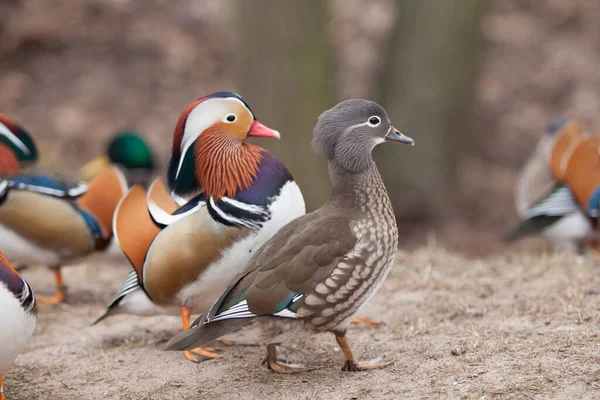 Beaux Canards Sauvages Marchant Dans Parc — Photo