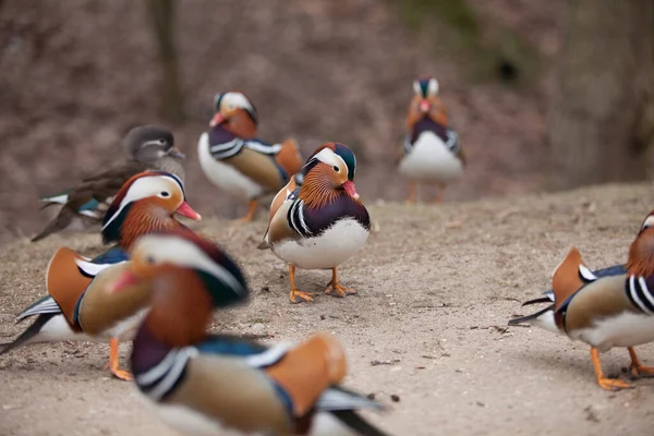 Beaux Canards Sauvages Marchant Dans Parc — Photo