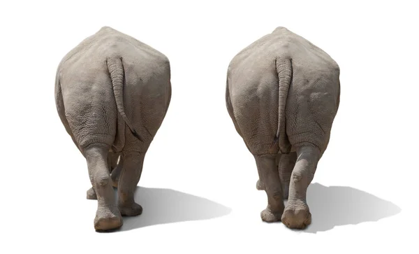Blíží Velký Divoký Nosorožec Soubor Dvou Zvířat Izolované Bílém Pozadí — Stock fotografie