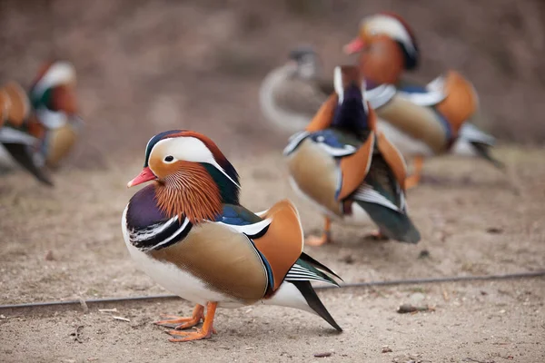 Beaux Canards Sauvages Marchant Dans Parc — Photo