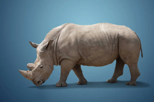 Belle Grande Pose Rhinocéros Adulte Animal Rare — Photo