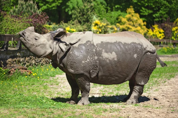 Grand Rhinocéros Leva Tête Tint Sur Herbe Verte — Photo