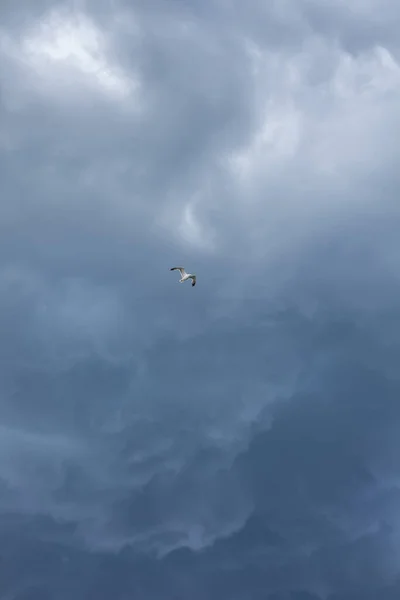 Stormy Sky White Seagull Thunderclouds — Stock Photo, Image