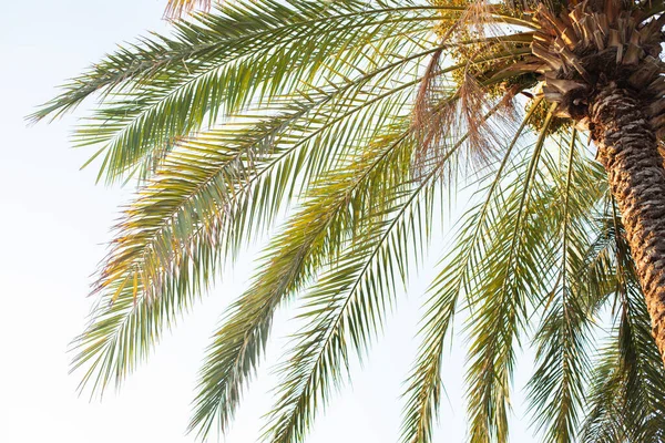 Palma Datami Tle Nieba — Zdjęcie stockowe