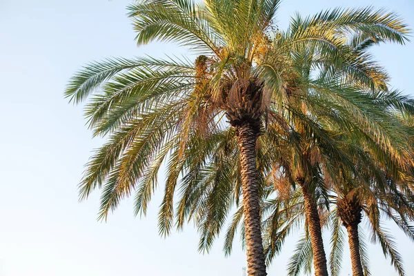 Palma Datami Tle Nieba — Zdjęcie stockowe