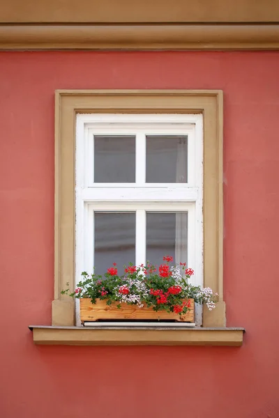 Egy Gyönyörű Vörös Virág Áll Ház Ablakán — Stock Fotó