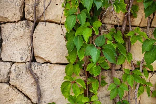 Yeşil Yaprakların Duvarların Dokusu Doğanın Insan Yapımı — Stok fotoğraf