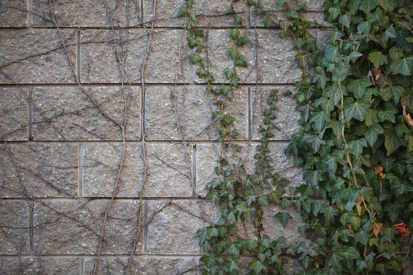 Mur Briques Grises Avec Lierre Vert Raisins Sauvages Feuilles Vertes — Photo