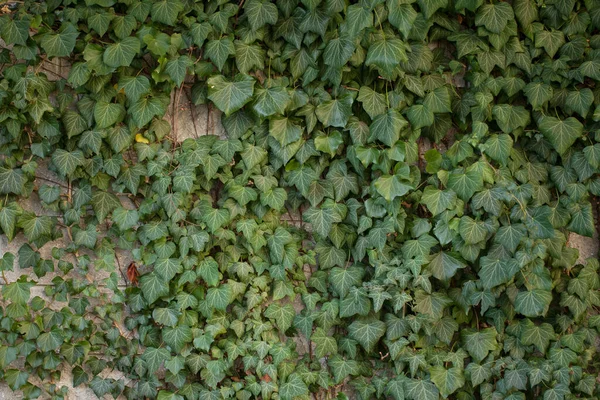 Yeşil Yapraklarla Kaplı Duvar Dekoratif Sokak Süslemeleri — Stok fotoğraf