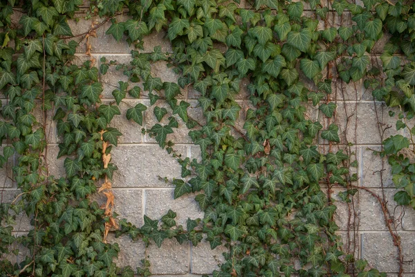 Zeď Pokrytá Zelenými Listy Dekorativní Pouliční Dekorace — Stock fotografie