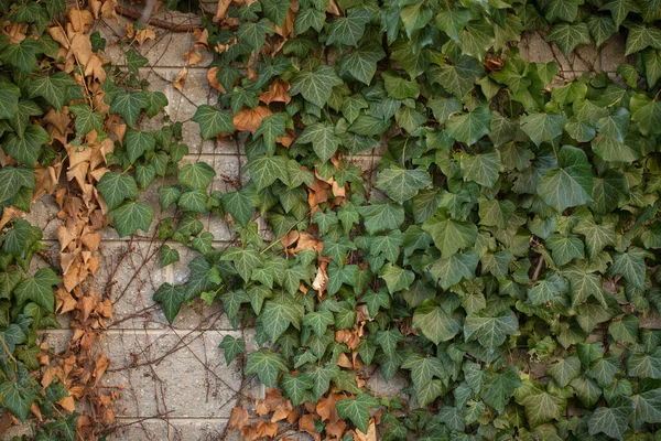 Wall Covered Green Leaves Decorative Street Decorations — Stock Photo, Image