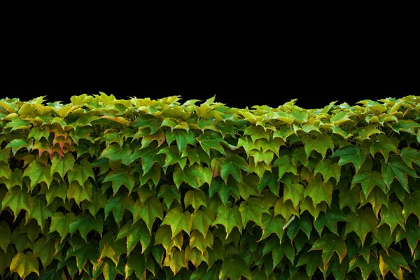 울타리 잎으로 울타리 자연환경 — 스톡 사진