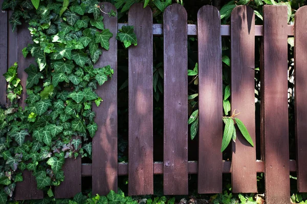 Cerca Madera Con Hojas Verdes Naturales Día Soleado Hermosa Decoración —  Fotos de Stock