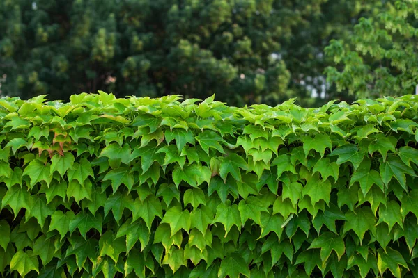 Haie Une Clôture Feuilles Fond Naturel — Photo