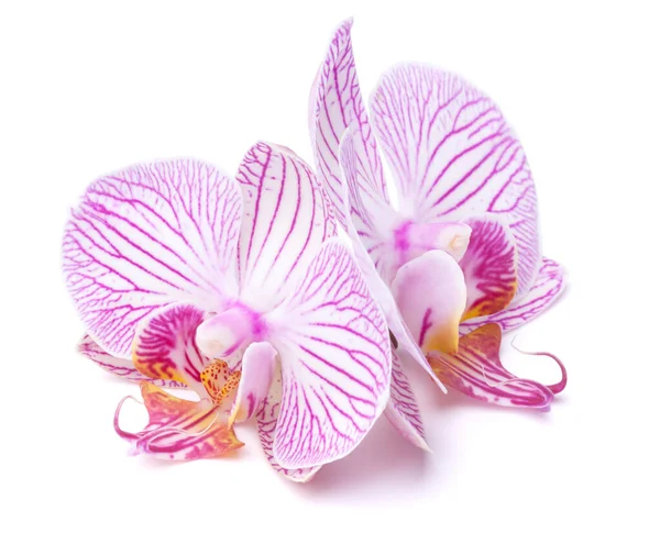 Deux Fleurs Orchidée Avec Des Rayures Reposent Sur Fond Blanc — Photo