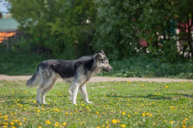 Çiçeklerle çimlerin üzerinde duran bir köpek. Sahibini bekliyor, uzaklığa bakıyor. güneşli bir gün.