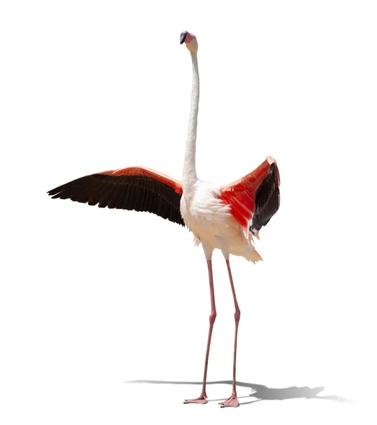 Schöne Rosa Flamingo Posiert Isoliert Auf Weißem Hintergrund — Stockfoto